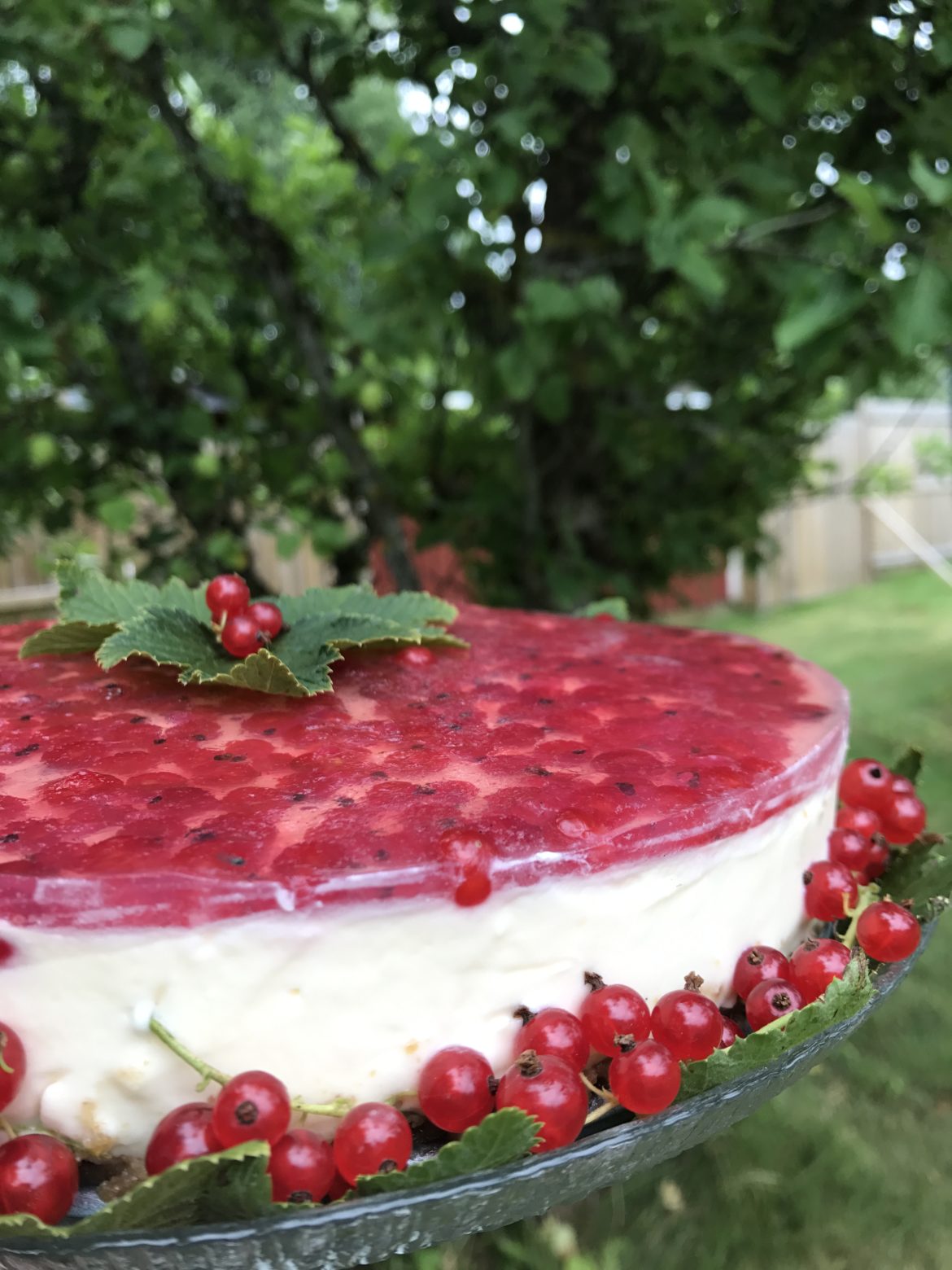 Krämig mascarponetårta med röda vinbär